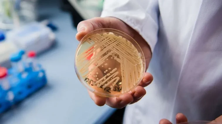 why is Candida auris deadly
