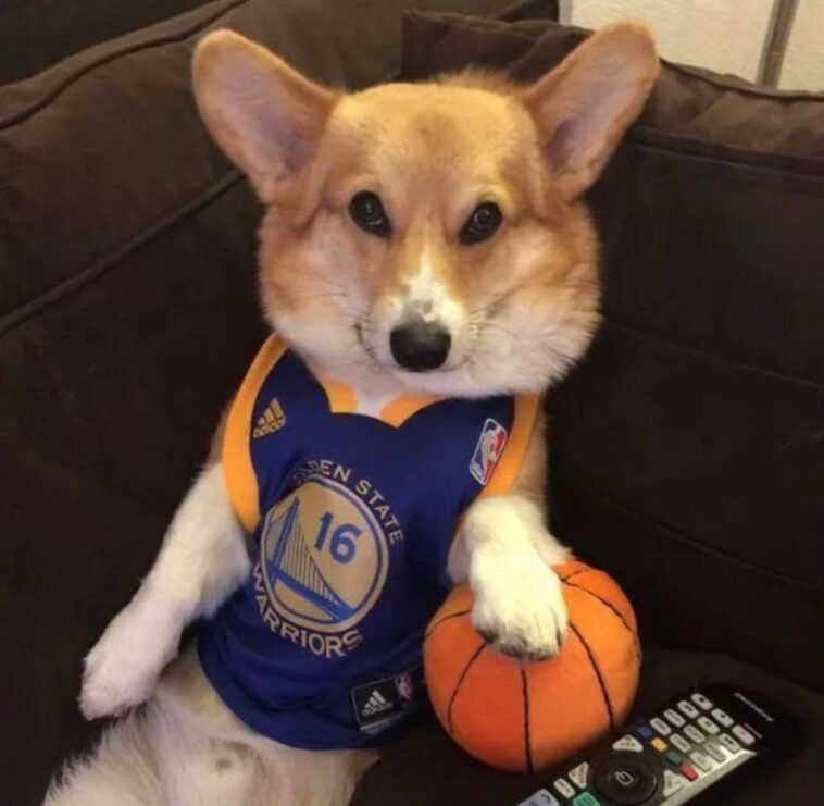Corgi